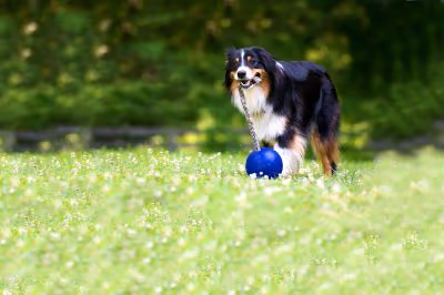 Paw Point Dog Park photo 1
